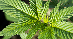 Close up of the leaves of industrial hemp growing in a research greenhouse.