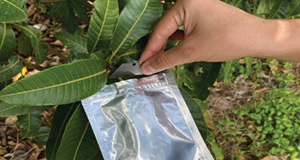 Covering a leaf sample with a reflective bag and cutting a leaf sample for measurement.