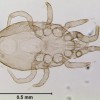 Adult chicken mite, Dermanyssus gallinae (De Geer).