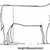 Illustration of proper hip height measurement.