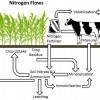  Nitrogen flows of a dairy forage system. 