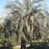 A 35-year-old pindo palm (Butia odorata).