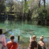 Children viewing manatees at a spring