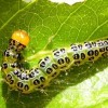 Epicorsia oedipodalis caterpillar on fiddlewood. 