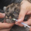 A kitten being administered dewormer during a den visit. 