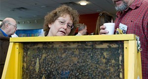 Two people looking at a demonstration beehive at Bee College