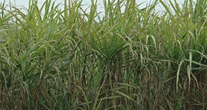 Sugarcane crop