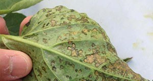  Bacterial spot on pepper leaves. 