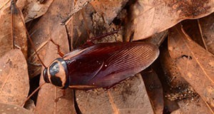 Dorsal view of an adult Australian cockroach, Periplaneta australasiae Fabricius