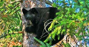 The Florida black bear.