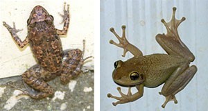 Florida’s Greenhouse frog (left) and Florida’s Cuban treefrog (right)