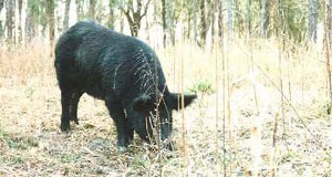  A foraging wild hog 