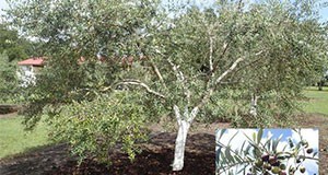 A seven-year-old olive tree (Olea europaea 'Mission') in Marion County, Florida, with inset picture of ripening fruit. (Note: the trunk of this tree has been painted white; this is a common practice for olive growers in the Mediterranean region.)