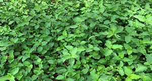 Field infested with solid mat of tropical spiderwort (Commelina benghalensis).