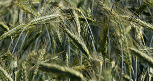 Triticale (FL 08128) variety.