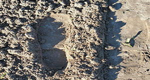 A well-prepared seedbed before (left) and after (right) rolling.
