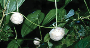 Air potato bulbils form in leaf axils.
