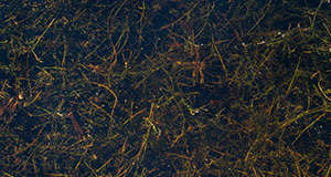Hydrilla in a lake.