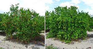 May 2019: Photo of untreated (left) and GA-treated (right) ‘Valencia’ trees. Note differences in canopy density, fruit drop, and fruit color. GA-treated tree has more fruit than untreated, but due to green color they are difficult to see. Photo credit: UF/IFAS.