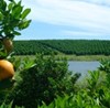 Plantación de cítricos.