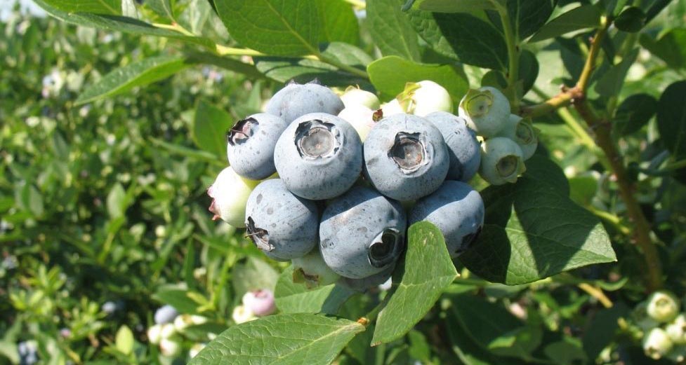 UF-released southern highbush blueberry cultivar 'Windsor', which presents in a tight cluster of blue.