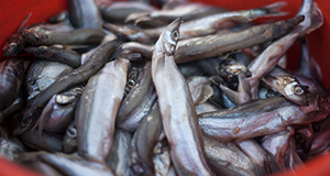 A bucket of sardines.