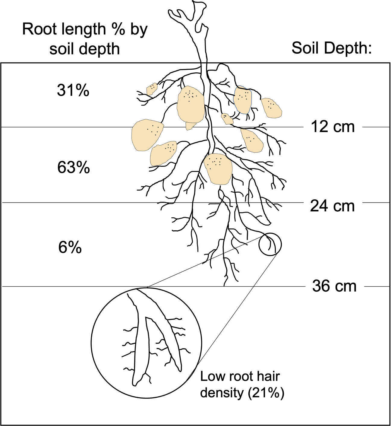 Root length % by soil depth