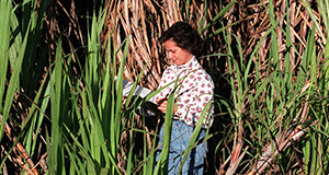 Assistant professor with UF/IFAS takes notes on growth of sugarcane near Clewiston.