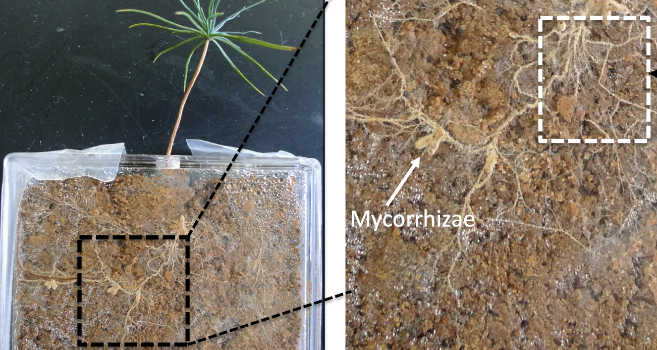 Close look at the mycorrhizae pathways in rhizosphere.