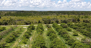 Aerial view of a citrus grove and prairie landscape at the DeLuca preserve.