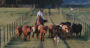 North Florida cattle rancher rounding up cattle.