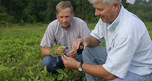 Two professors check soybeans for Asian soybean rust (July 1, 2005).