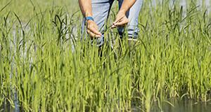 Extension agent studying the rice crop, growing from a waterbody, at the Everglades REC