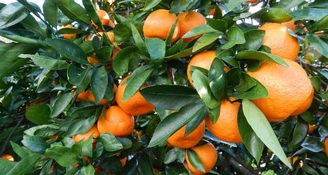 Mature satsuma mandarins ready for harvest.