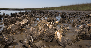 Oysters at Guana Preserve.