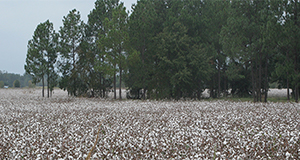 Field of cotton.