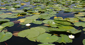 Tsula Apopka lake chain in Citrus County, lily pads, flowers, water.