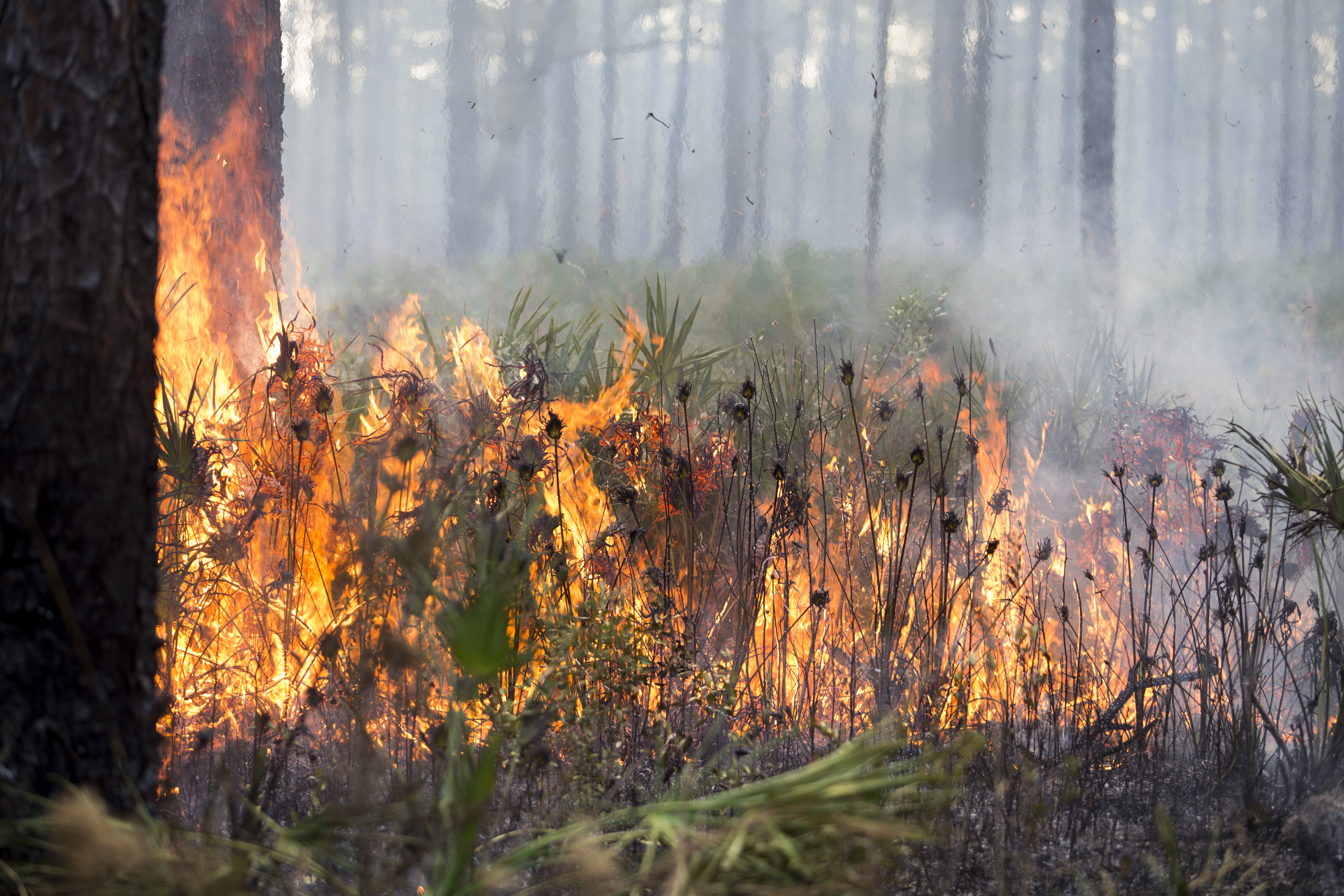 A controlled burn at Austin Cary Memorial Forest. The focus of the image is bright orange fire burning shrubs and understory plants. Pine trunks are visible in the foreground and background, which is filled with lots of smoke.