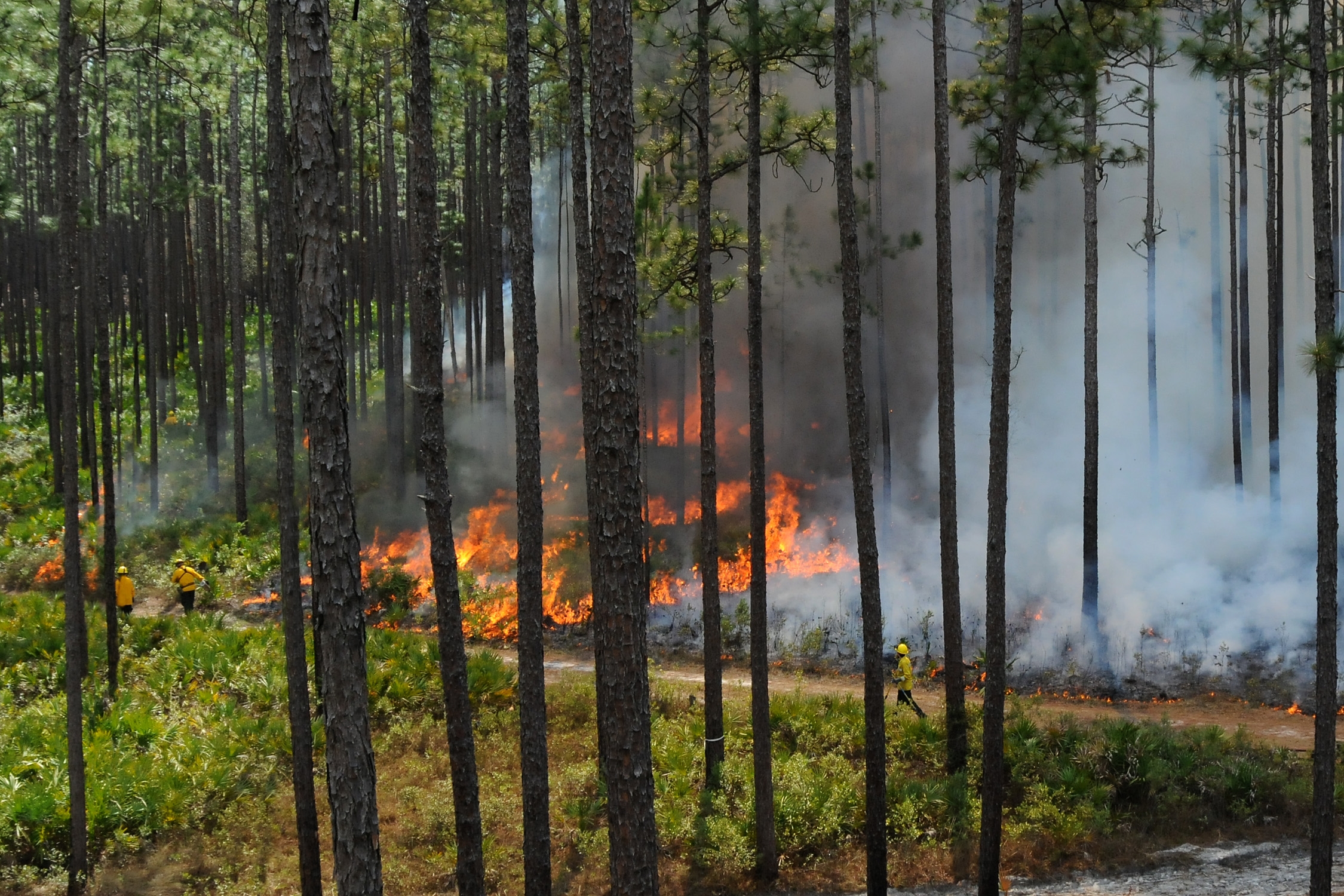 Prescribed fire taking place in the Austin Cary Memorial Forest. 