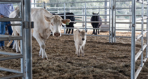 Cow and calf at the Beef Teaching Unit (BTU). Photo taken 12-06-22. UF/IFAS Photo by Cat Wofford.