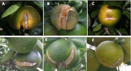 Various fruit splits in Murcott mandarins.