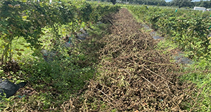 Pruned primocanes and floricanes before removal from the field.