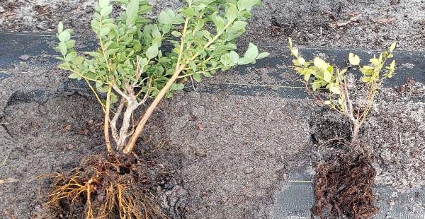 Healthy blueberry plant (left) and stunted, unhealthy plant (right) possibly infected by root rot.