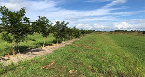 Two-year-old pongamia trees at the UF/IFAS IRREC field trial. Credit: Daniel Palacios, UF/IFAS