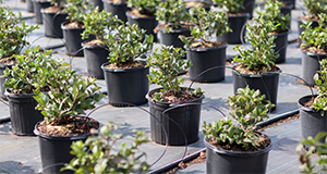 Potted plants at a nursery. Photo taken 11-9-17. UF/IFAS Photo by Tyler Jones.