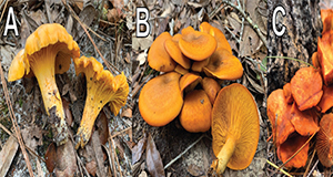 A comparison between a common Cantharellus species and two common look-alike mushrooms that occur in Florida: (A) Cantharellus tenuithrix; (B) Omphalotus subilludens; (C) an unidentified Gymnopilus species.