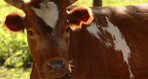 Closeup of a bull. UF/IFAS File Photo.