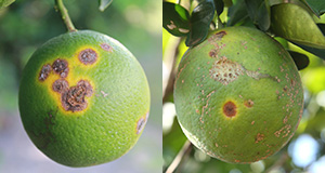 Canker lesions (left) and leprosis lesions (right) on citrus fruit. 