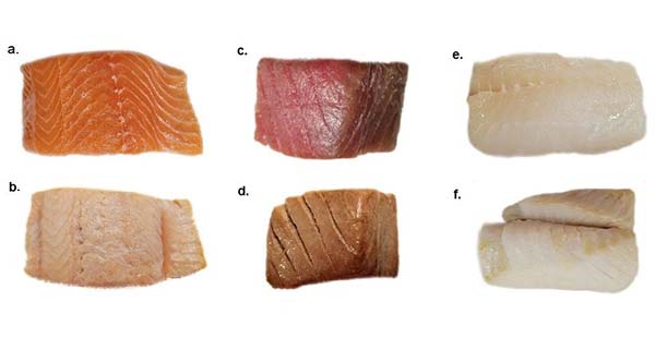 Fish fillets: (top) raw pink salmon, cooked pink salmon, and raw tuna; and (bottom) cooked tuna, raw tilapia, and cooked tilapia.