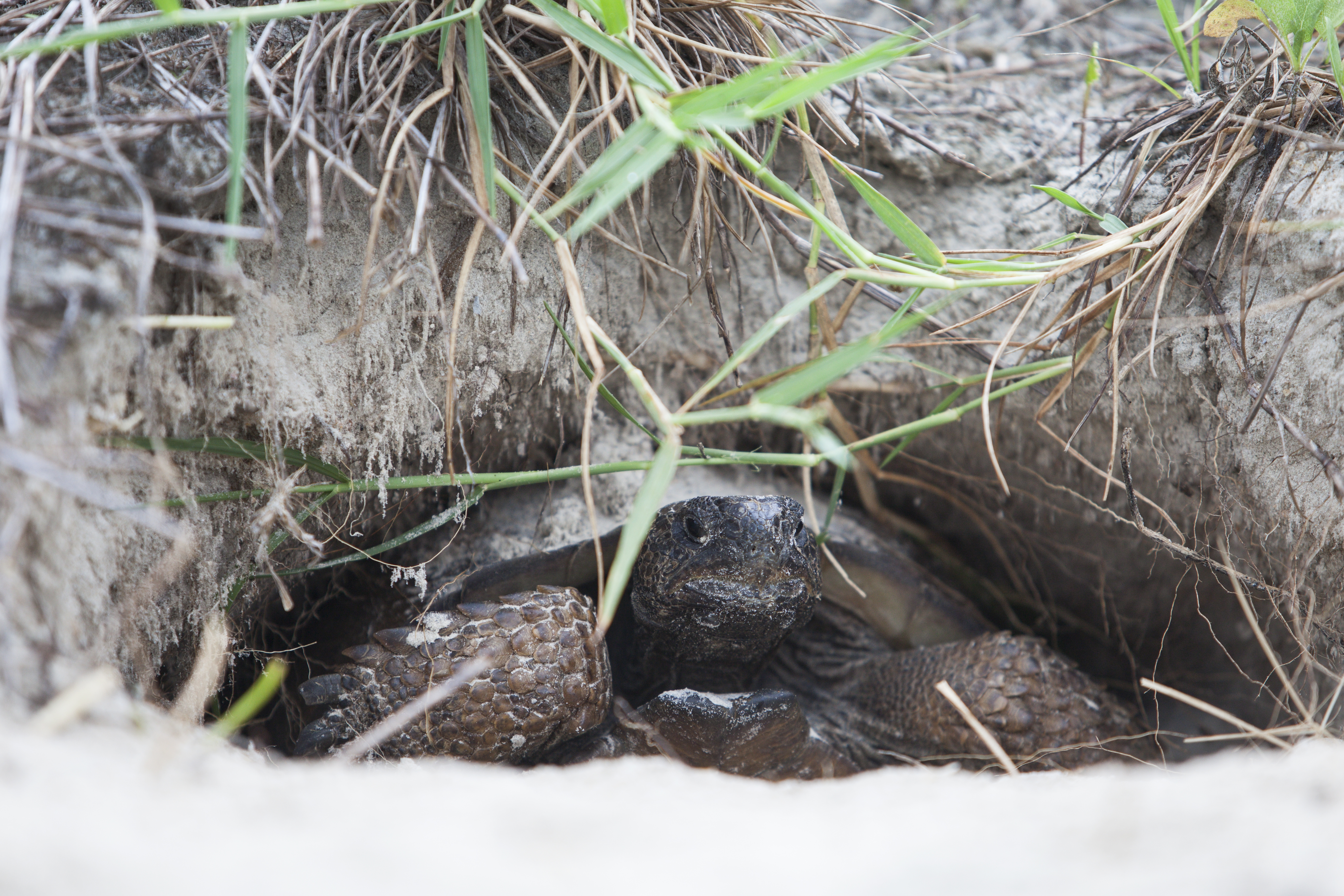 A gopher tortoise emerging from a burrow.